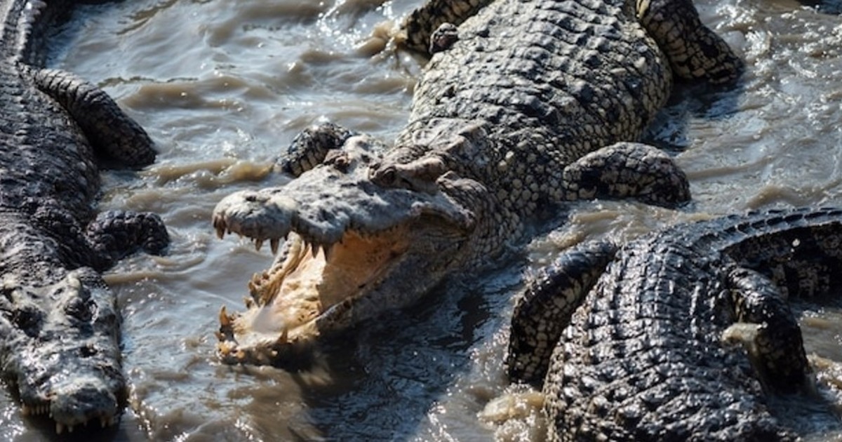 el-nino-que-fue-arrojado-a-una-fosa-con-cocodrilos-salio-de-estado-critico