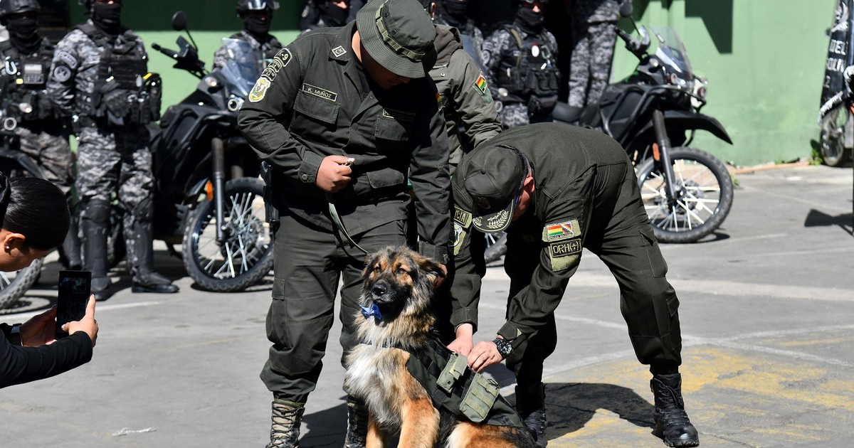 rex,-el-perro-callejero-que-fue-condecorado-y-nombrado-oficial-de-la-policia