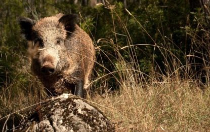 “Planes de gestión conjuntos”: el estudio que explica por qué no alcanza con sacar jabalíes de Berlín y Barcelona