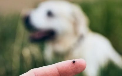 Qué se sabe del presunto caso de peste neumónica que puso en alerta a Arizona
