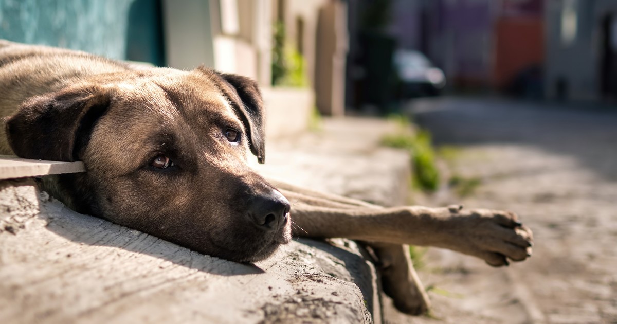 denuncian-un-envenenamiento-masivo-de-perros-en-bolivar:-todos-con-los-mismos-sintomas-de-vomitos,-convulsiones-y-muertes-rapidas
