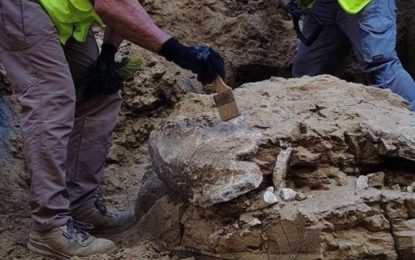 Hallaron los restos de una tortuga de más de 15 millones de años en un edificio de Madrid