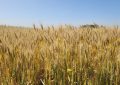 La guerra entre Rusia y Ucrania impulsa el precio internacional del trigo, que se mantiene en su nivel más alto de los últimos dos años