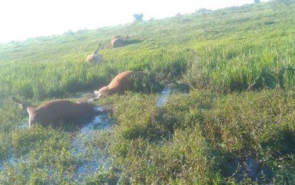 «Mafias organizadas»: productores en alerta por los casos de abigeato en la frontera con Brasil