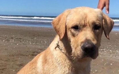 Murió Quino, el perro que buscó personas vivas bajo los escombros del terremoto en Venezuela