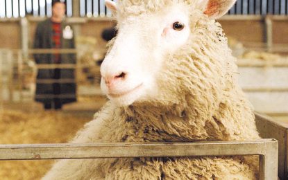 A 30 años de la oveja dolly: de la clonación a la vitrina del museo