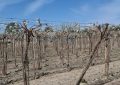 Las heladas le dieron un duro golpe a la principal actividad agropecuaria de una provincia y estiman pérdidas de hasta el 60% en la producción de una variedad clave