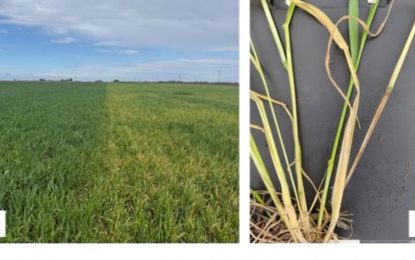 Heladas y enfermedades ponen en alerta a los productores de trigo, aunque la región núcleo apunta a una gran cosecha