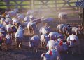 El consumo de carne de cerdo en la Argentina se multiplicó por seis en 35 años